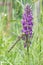 Broad-leaved marsh orchid, Dactylorhiza majalisÂ subsp.Â praetermissa, purple flowers and dragonfly